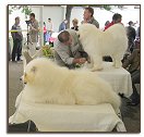 Italian Samoyeds at the show