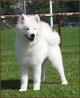 Rölli