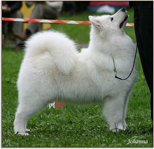 Ronja, 4v