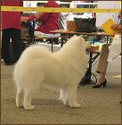 dog8