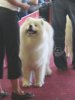Euro Dog Show 2007